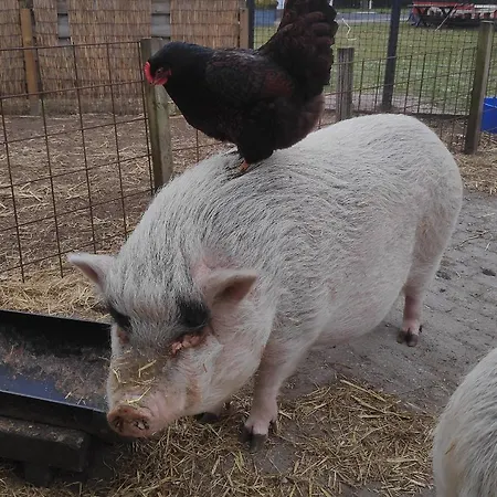 't Hertje アパート エルメロ