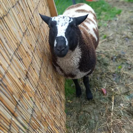 't Hertje