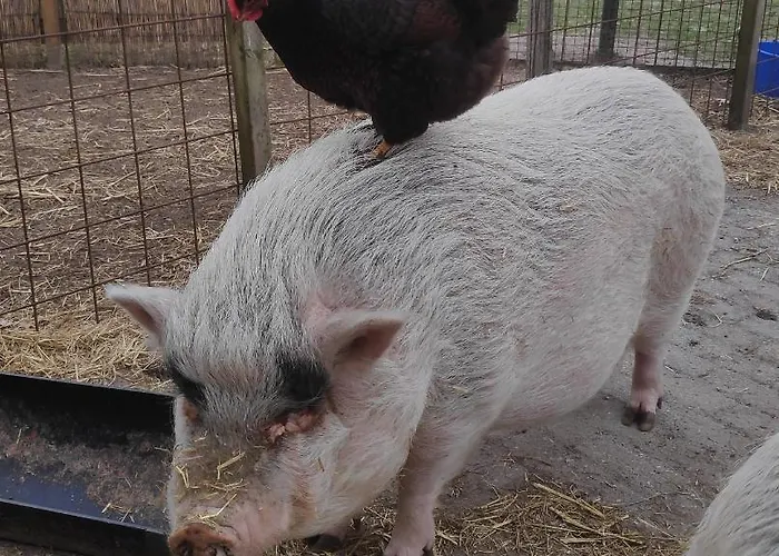 't Hertje アパート エルメロ