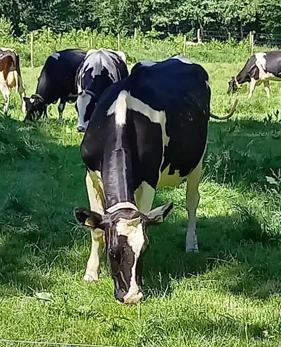 アパート 't Hertje エルメロ