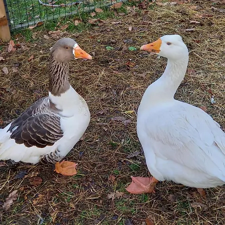 Appartement 't Hertje Ermelo