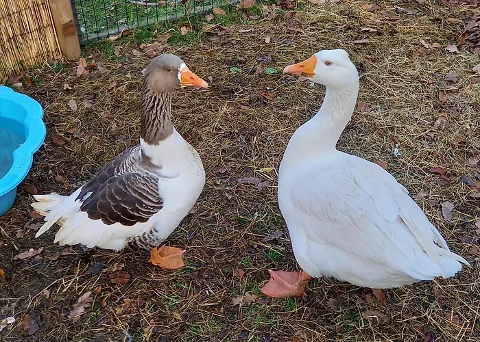 Appartement 't Hertje Ermelo